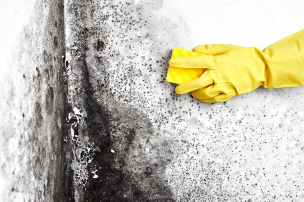 Briggs, OK Mold Remediation Company