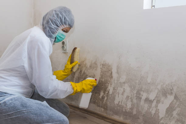 Best Preventive Mold Services in Briggs, OK