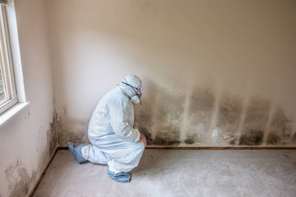 Best DIY Mold Remediation Support Services in Briggs, OK